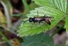 262585 – Photo : Maatah – France (59)